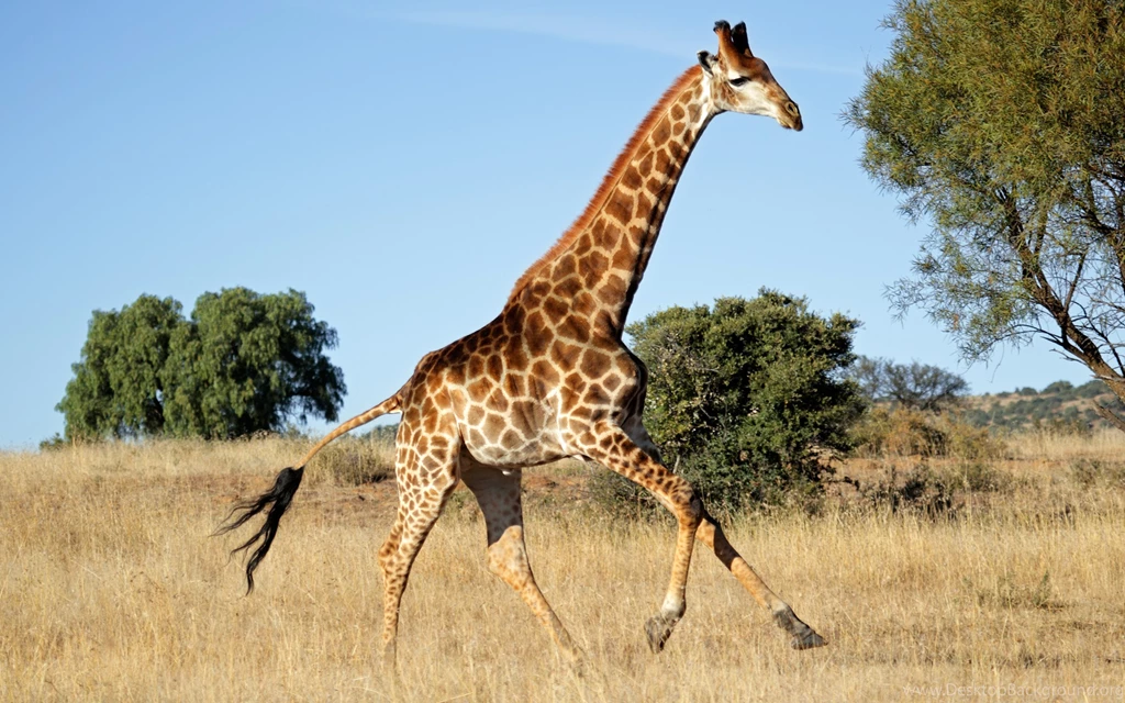 20+ Best HD Giraffe Wallpapers