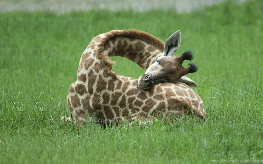 157 Giraffe HD Wallpapers