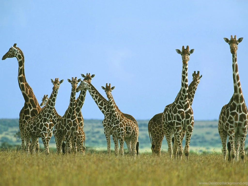 Giraffe Cartoon Pictures All Wallpapers New
