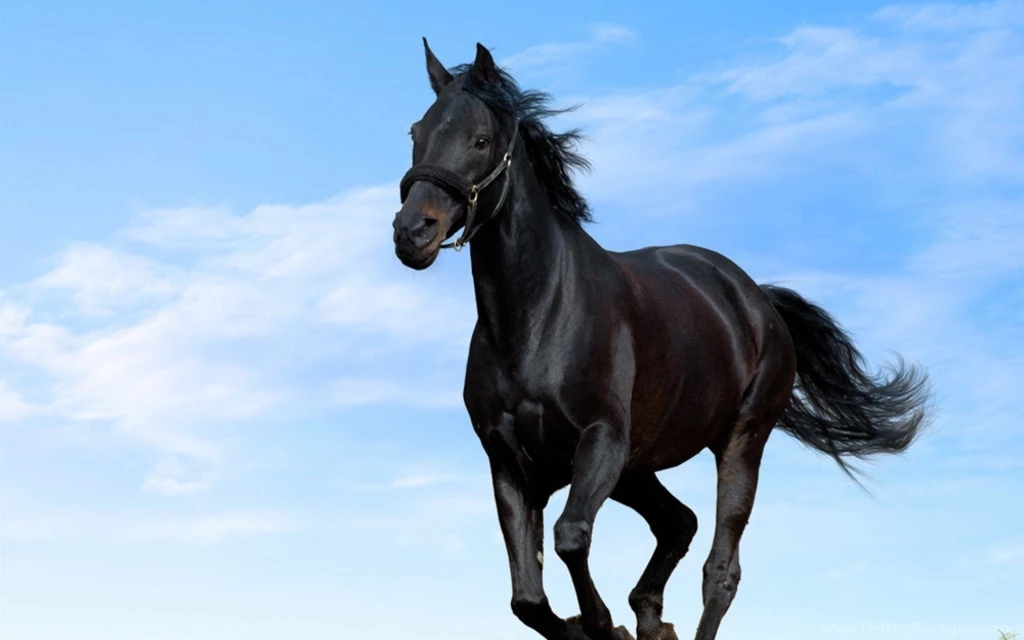 Black Horse Wallpapers Full HD   Ndemok.com