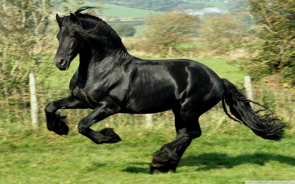 Black Horse HD Desktop Wallpapers : High Definition : Fullscreen ...