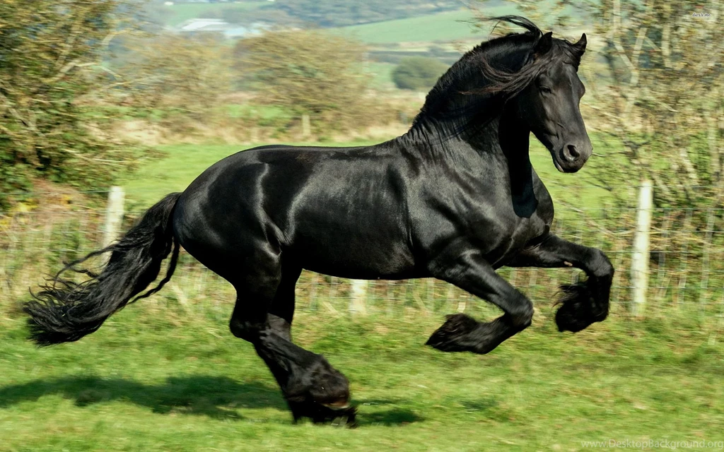 Black Horse HD Wallpapers & Images – See HD Wallpapers