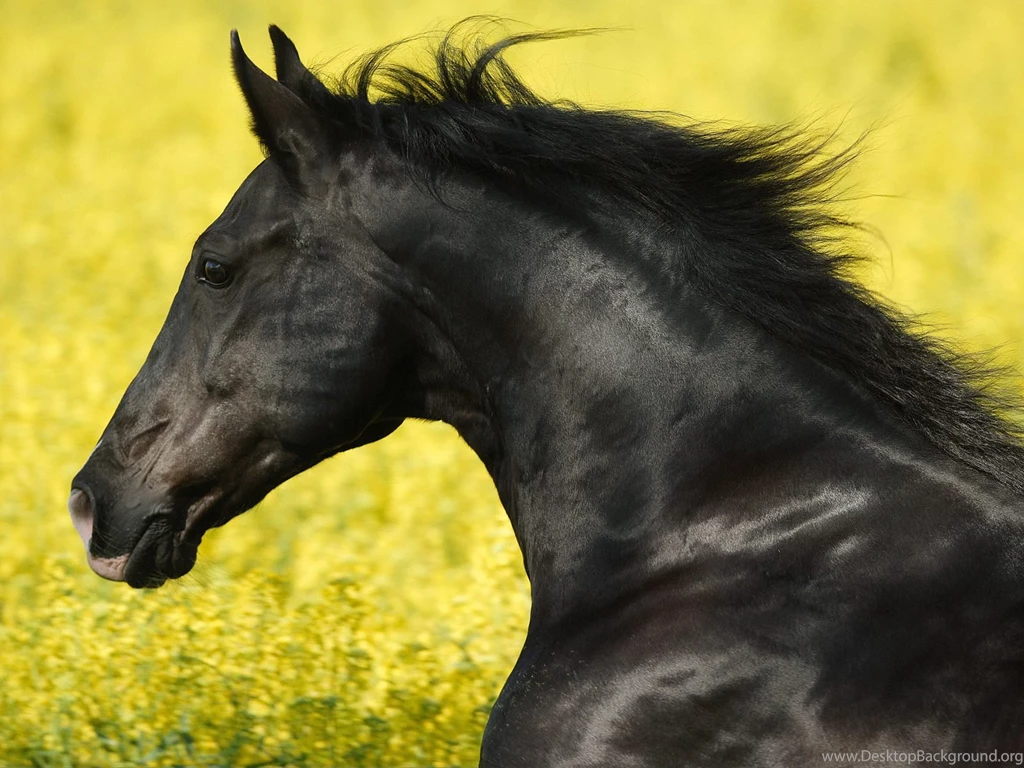 Beautiful Horses Wallpapers