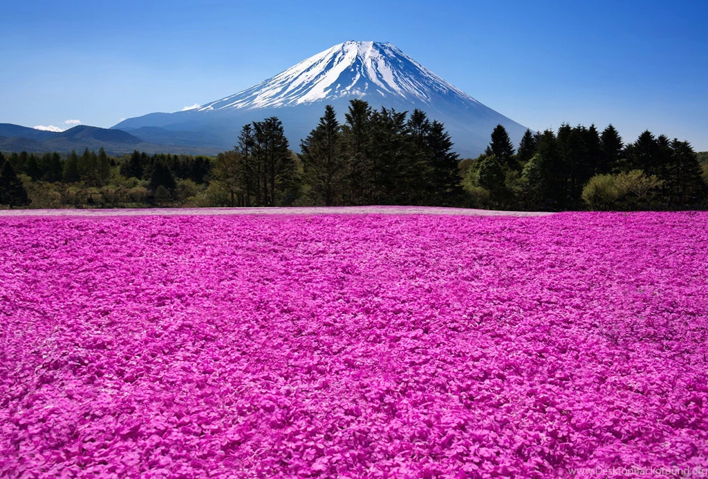Japan Fuji Volcano Mountains Nature Flowers Field Meadow Wallpapers ...