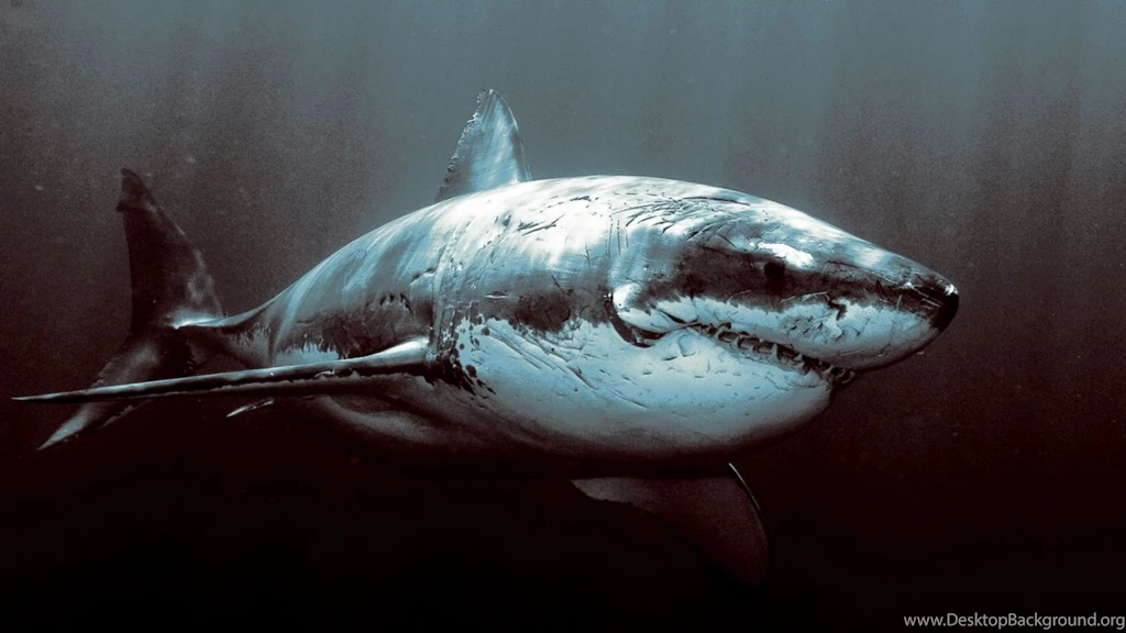 Wallpapers Big L Shark Hd Free 1366x768