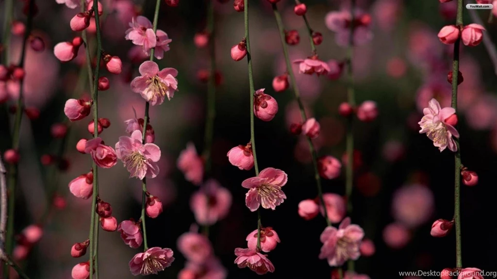 YouWall Spring Flowers Wallpapers Wallpaper,wallpapers,free ...