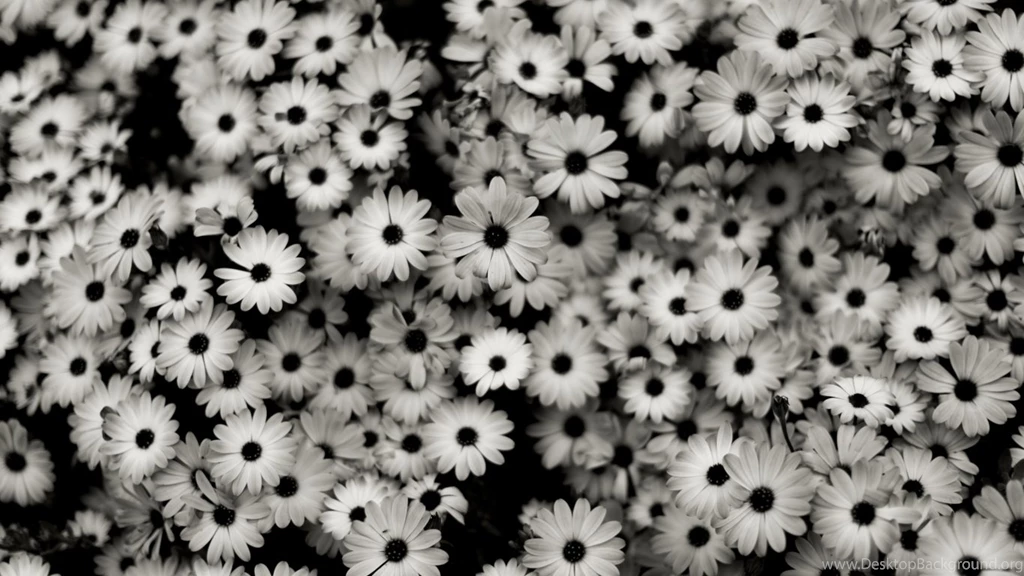 Download Wallpapers 1366x768 Black White, Flowers, Grey, Daisies ...