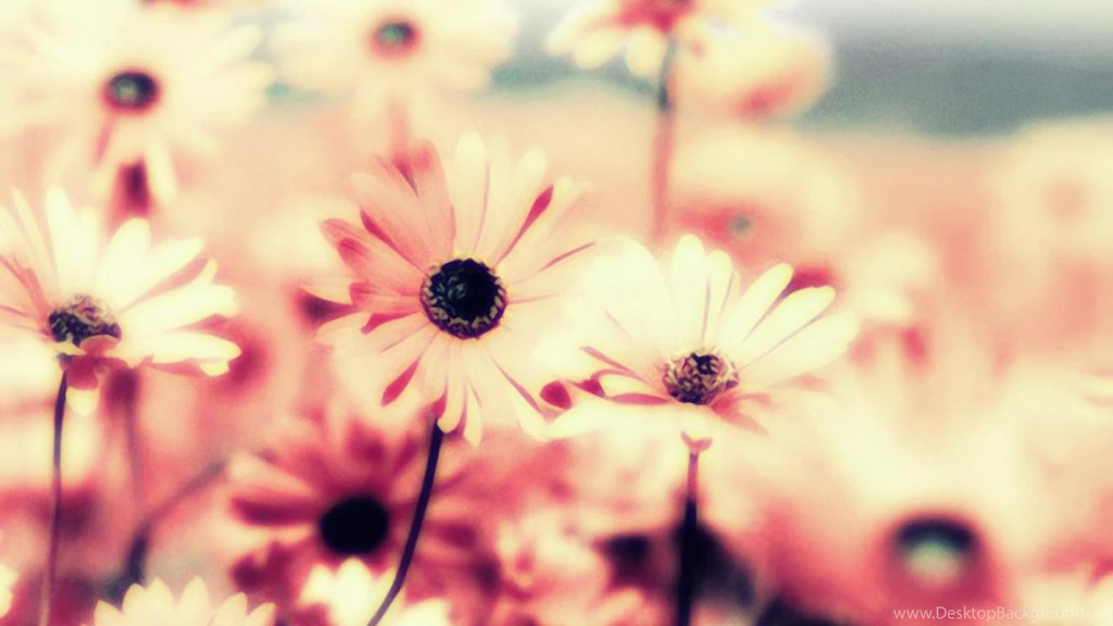 FLOWERS VINTAGE ROMANTIC WALLPAPER (