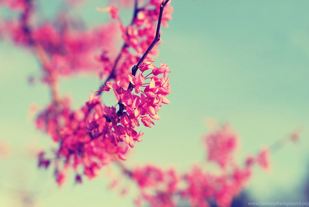 Vintage Pink Flower Photography