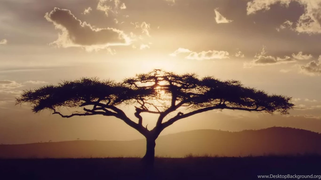 Desktop Wallpapers · Gallery · HD Notebook · Acacia 1366x768 ...