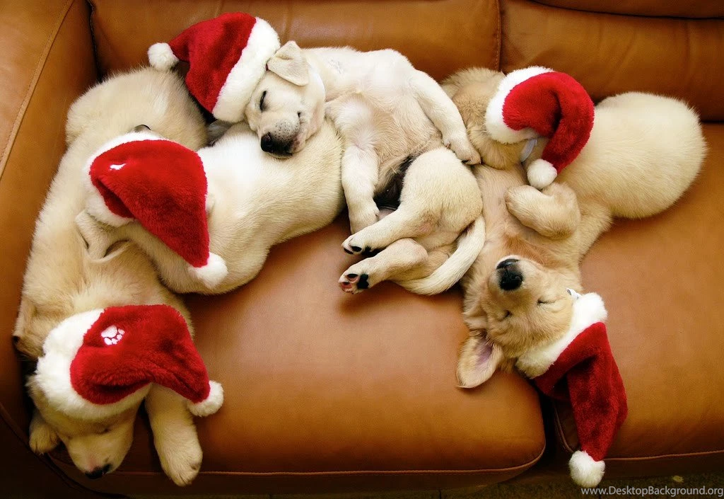Adorable Christmas Puppies 1funnycom. Christmas Puppy Photos ...