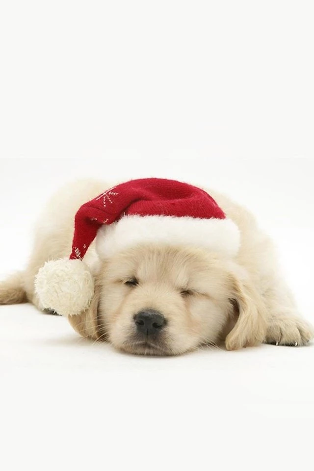 Christmas Puppy AGHHFD SO CUTE!!!!!!!