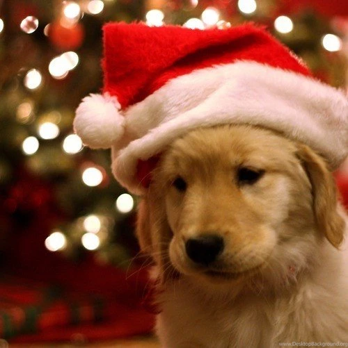 16 Dogs That Are Just So Over Christmas Already The Barkpost ...