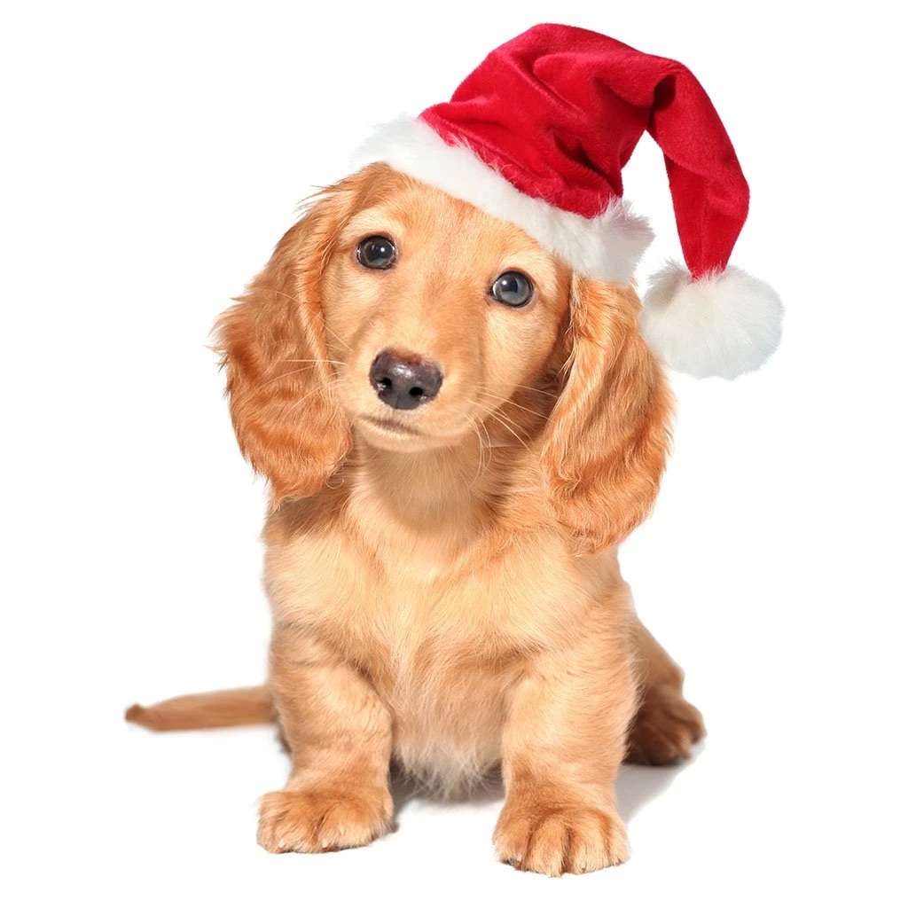 Gallery   iPad Puppy Wallpapers