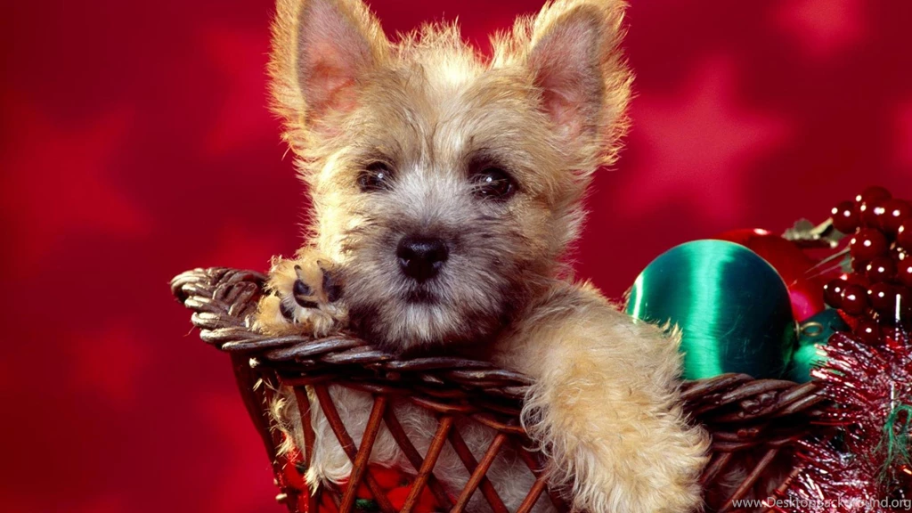 Season Wishes Or Funny Christmas Gift Puppy HD Wallpapers Wallpapers ...