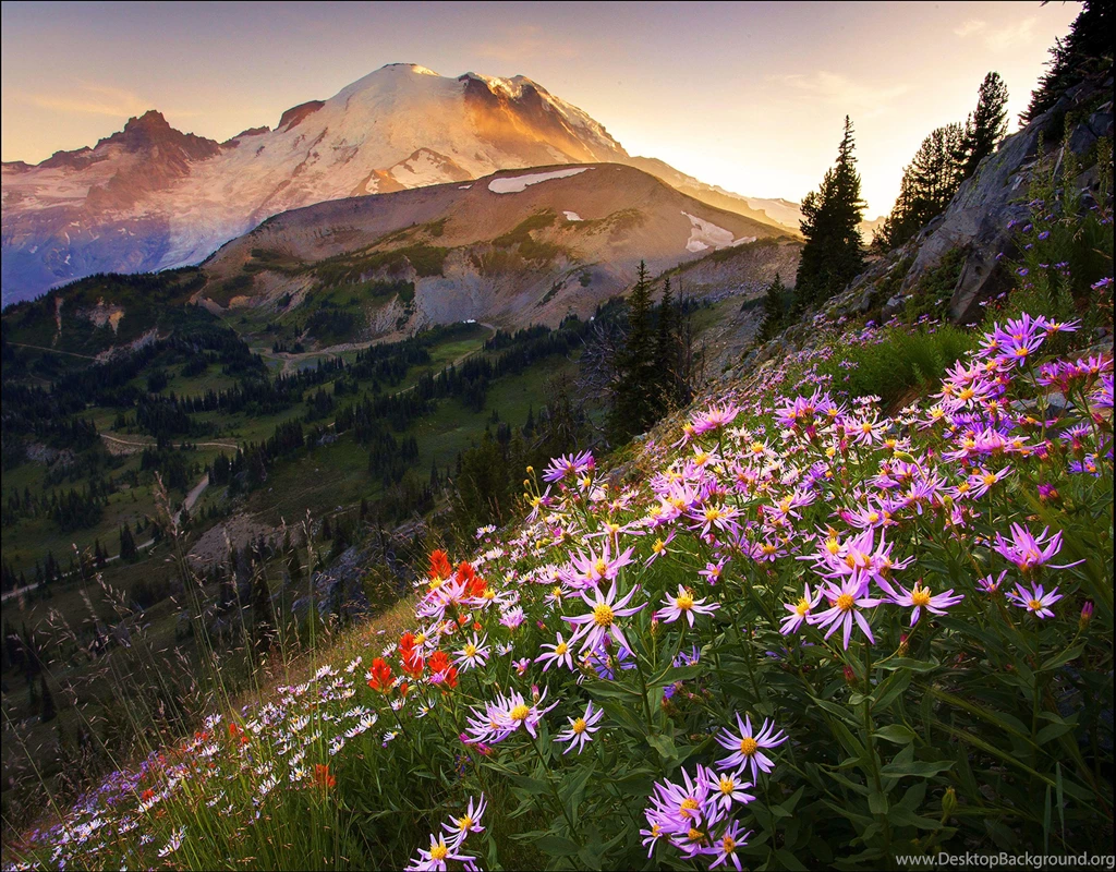 Mount Rainier National Park Washington (