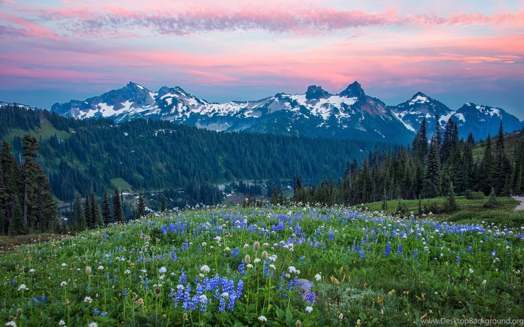Mount Rainier Wallpapers