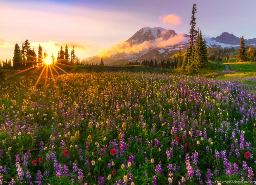 543236_mount_rainier_sunset_mazama_ridge_washington_usa_3000x2165_www.Gde Fon.com.jpg