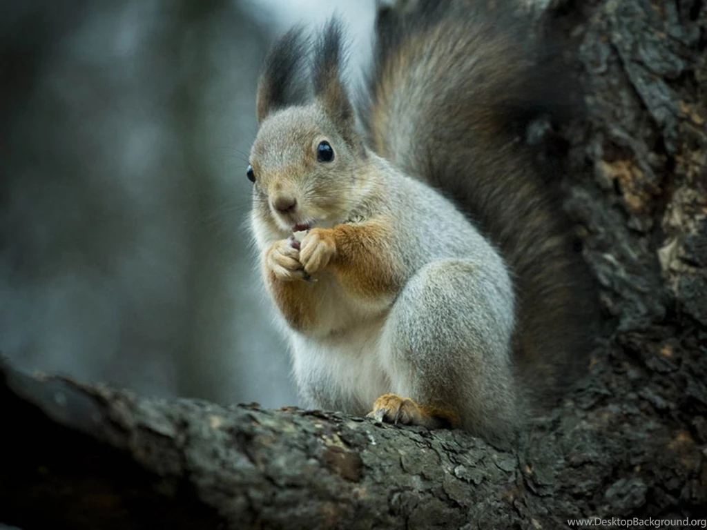 Apple Mac Desktop Wallpapers HD Ultimate Guide To Squirrel Hunting ...
