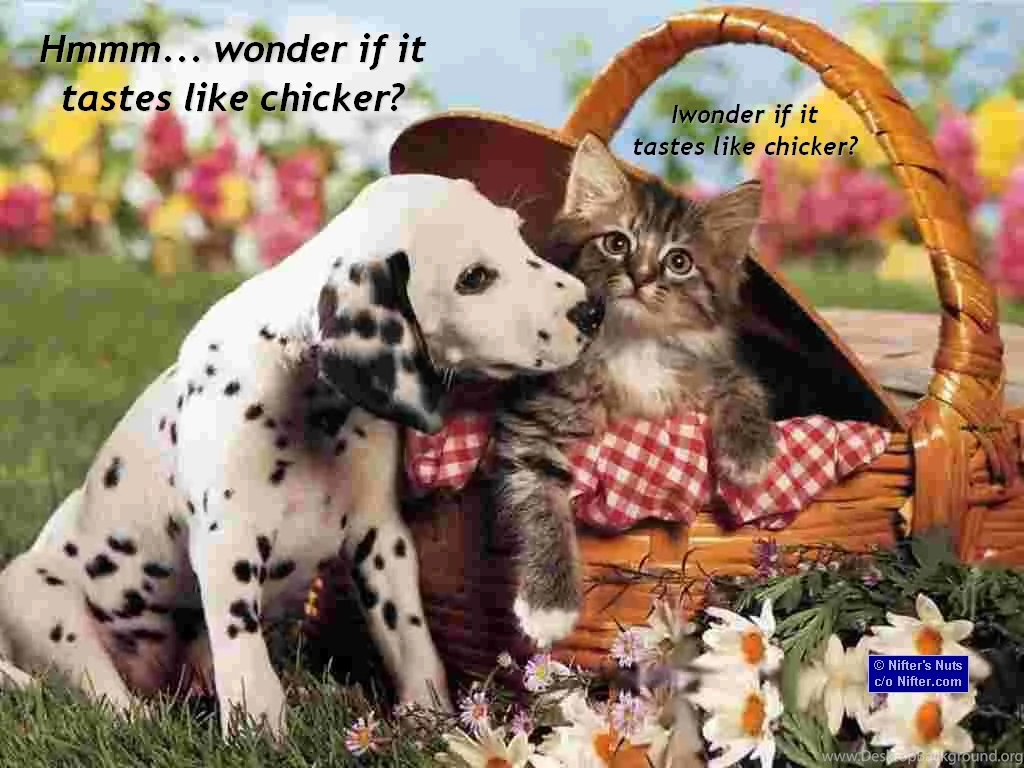 New 1000 Wallpapers Blog: Wallpapers Captions