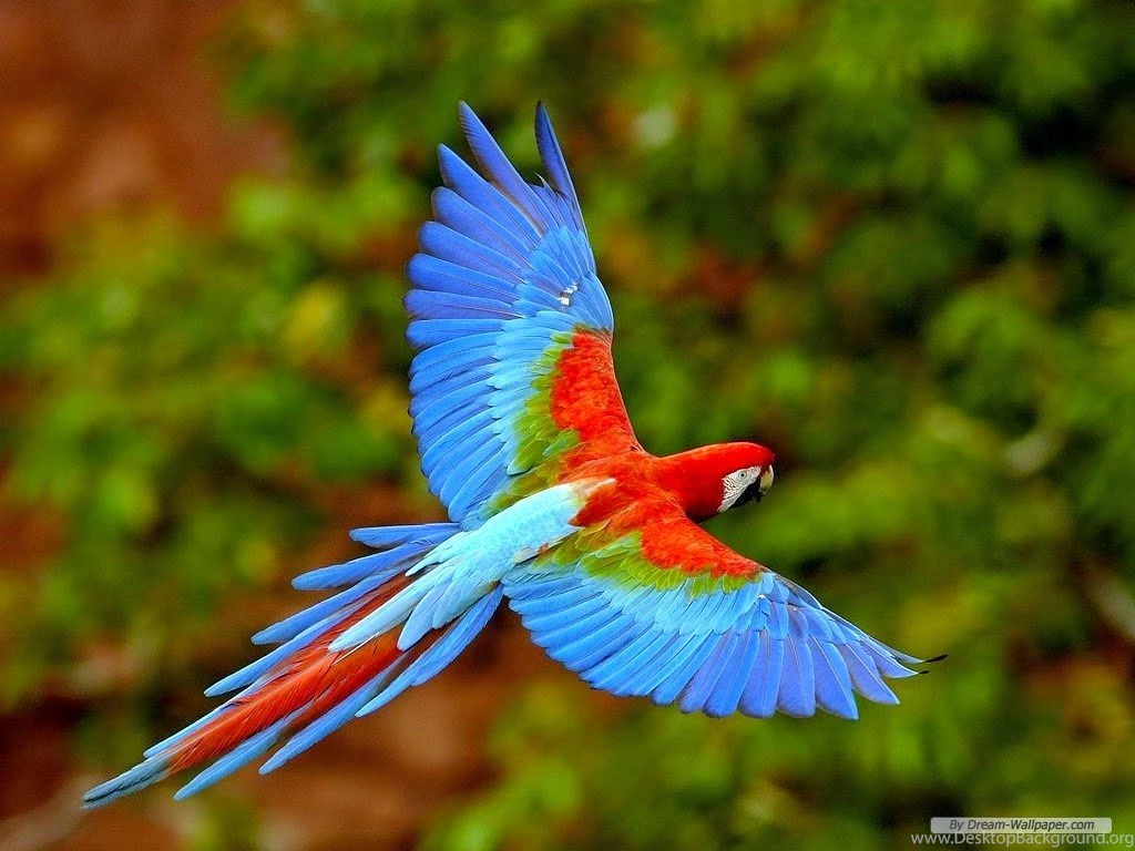 Wallpapers Fre: Free Wallpapers