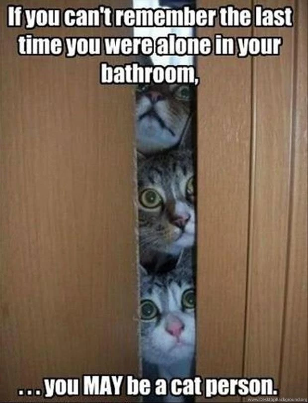 Funny Cat Images Photos Pics Wallpapers : Funny Cat Pics With ...
