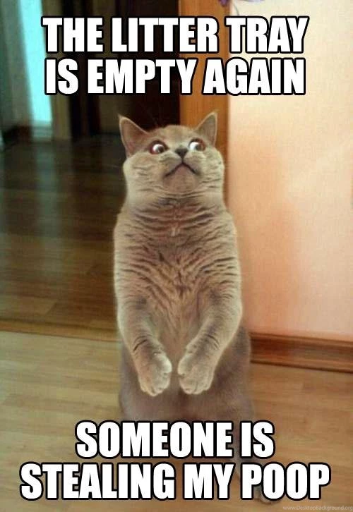 Funny Cat Images Photos Pics Wallpapers : Funny Cat Captions Image ...