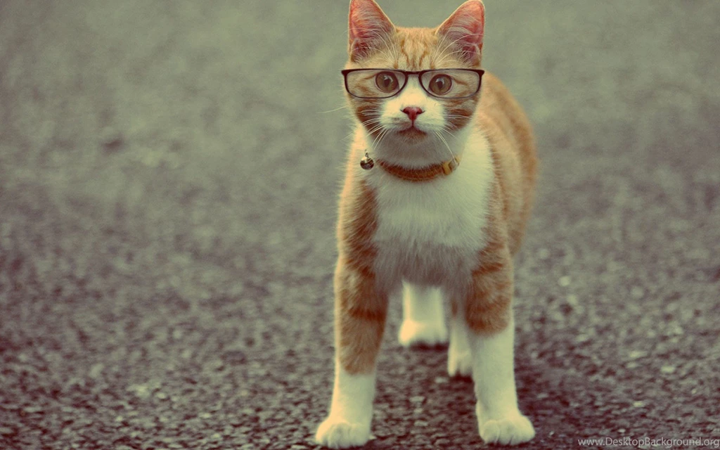 Funny Cat With Captions Wallpapers Full HD