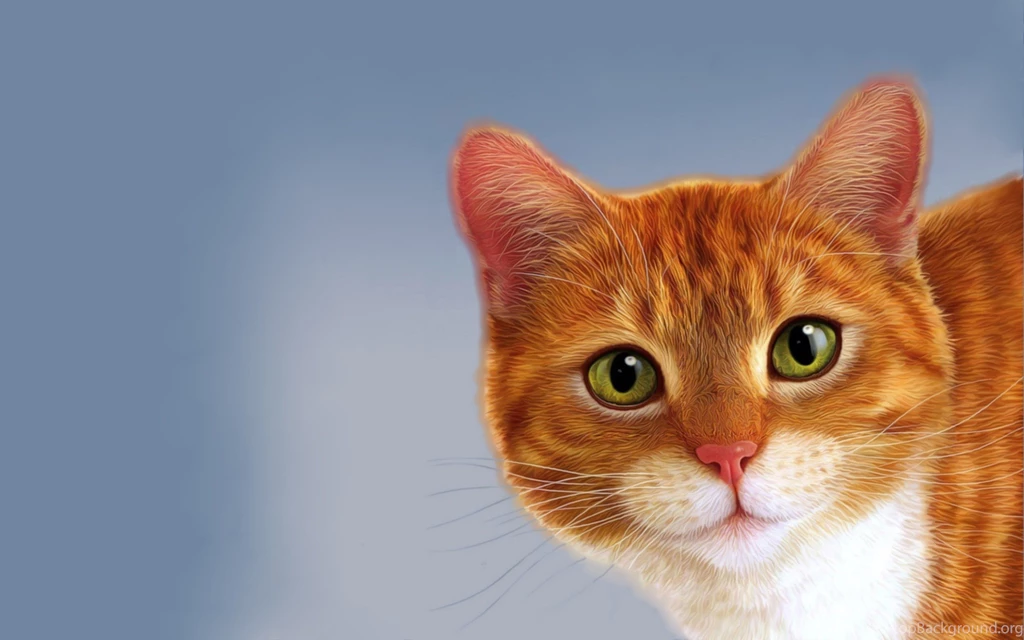 Cats: Cat Animal Animals Cats High Quality Wallpapers For HD 16:9 ...