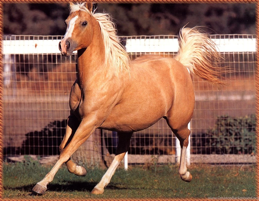 Palomino Seimon horse beautiful hd wallpapers.jpg