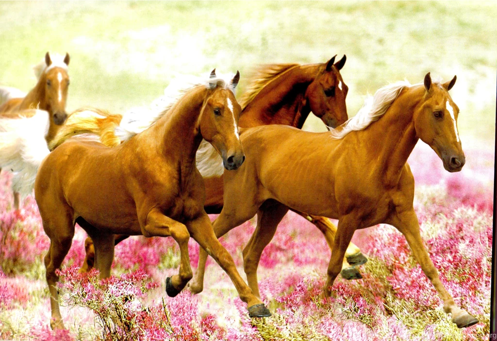 Band_of_gold_palomino_horses_wallpapers.jpg