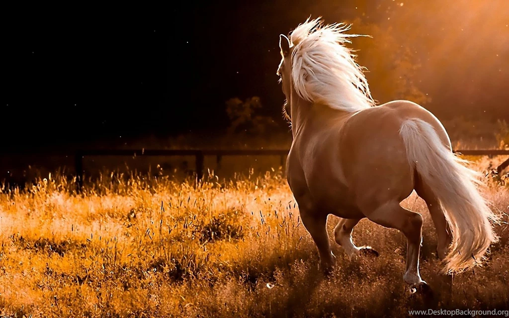 Nature running palomino horses hd wallpapers.jpg