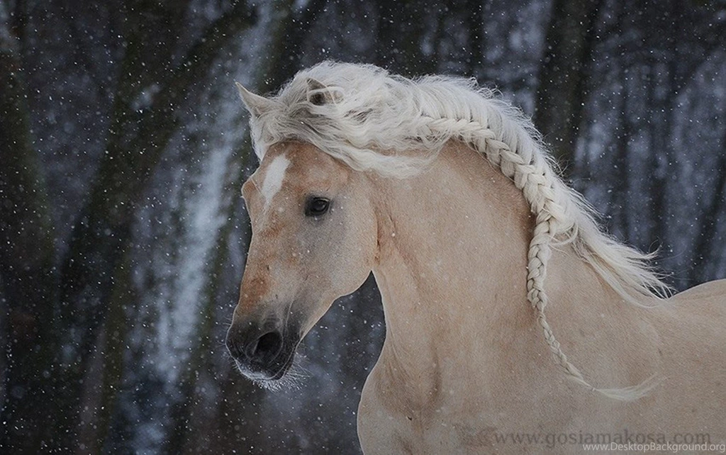 Horses: Palomino Crossbreed Horses Andalusian Vert Free Desktop ...