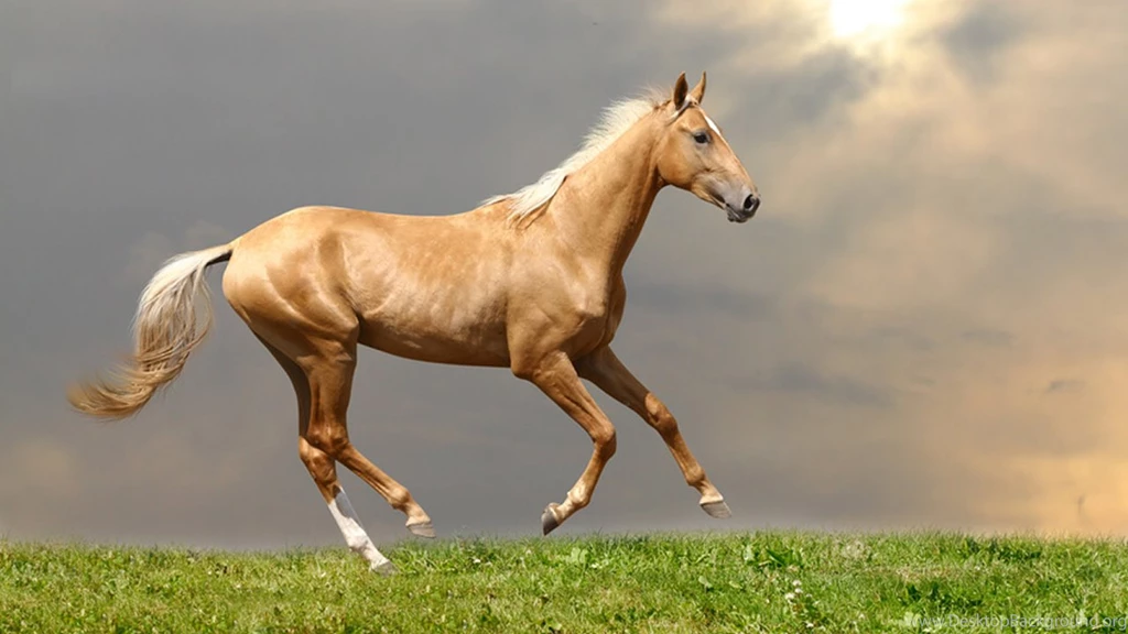 Palomino horse.jpg