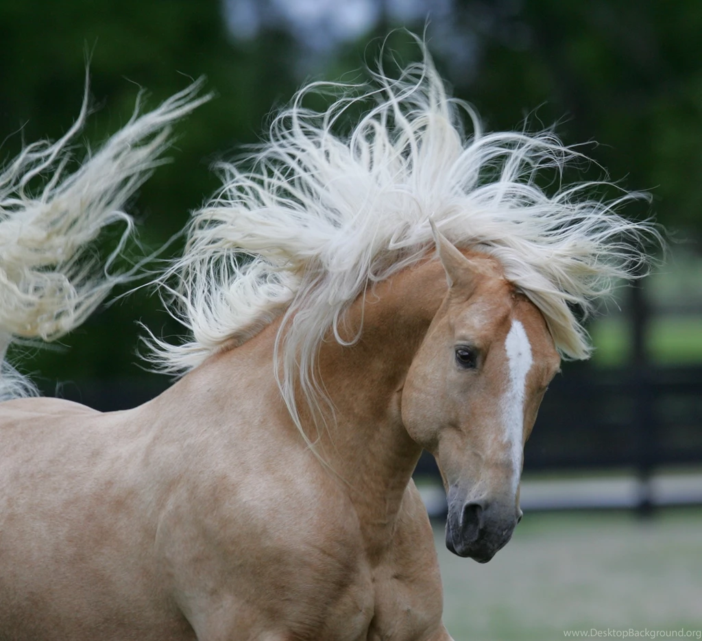Palomino horse close up Wallpapers.jpg