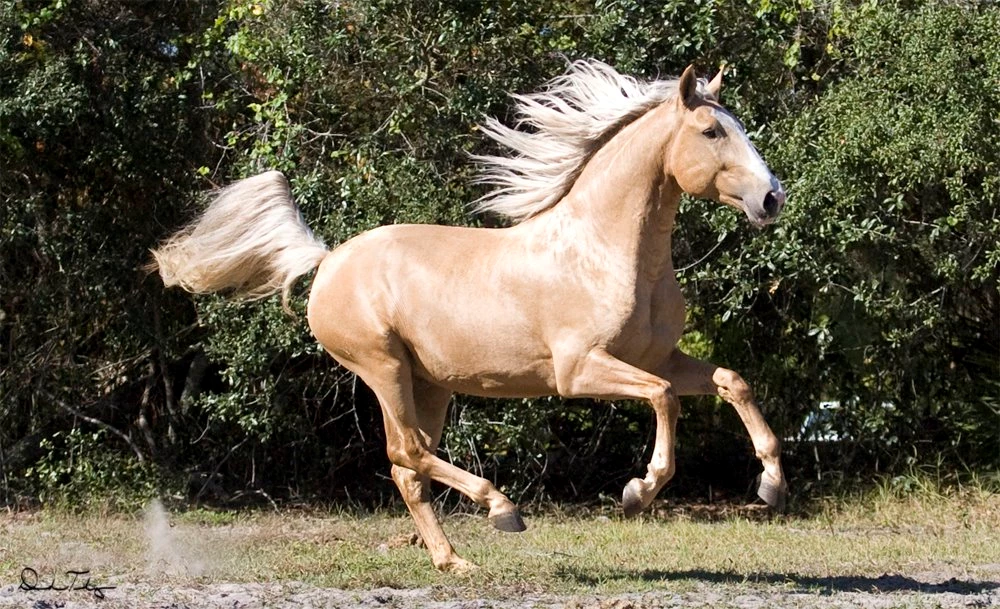 Palomino Lusitano Horse Running Desktop Wallpapers