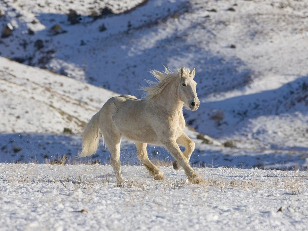 Palomino Horse Wallpapers 1