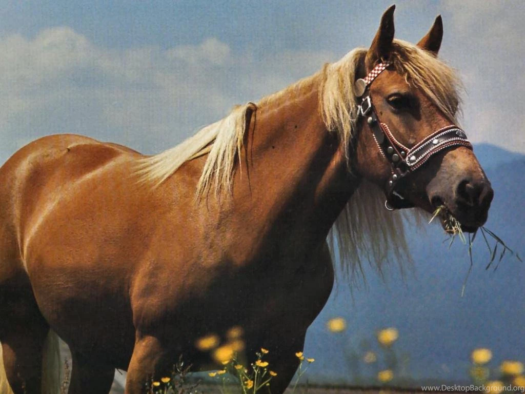 PALOMINO GRAZING HORSE 2 WALLPAPER   (