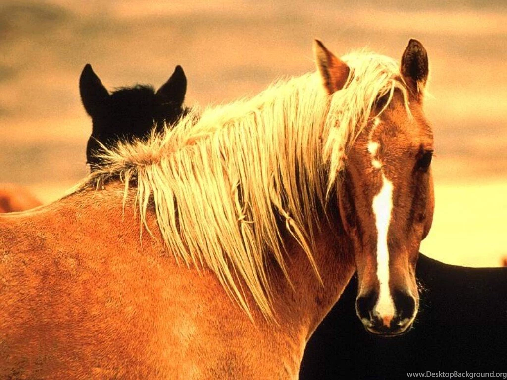 Horses: Mustang Meste Wild Horse Palomino Horses Spanish Animals ...