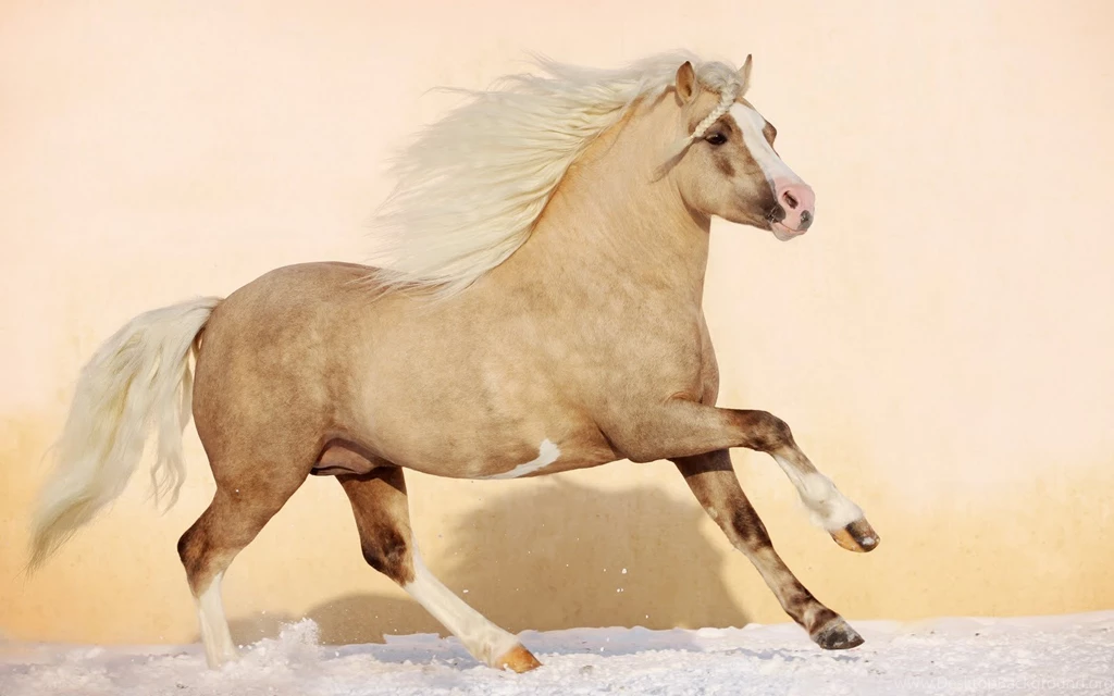 Horses Palomino Andalusian Horses Spanish Bancodeimagenesgratuitas ...