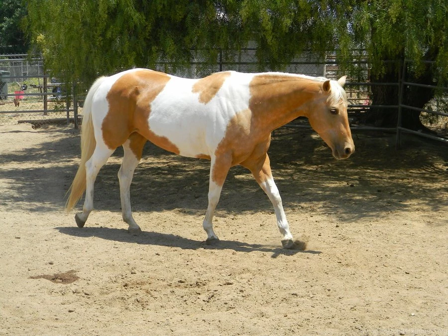 View Topic Spirits Of The Wild (Wild Horse Rp Accepting ...