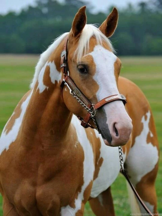 Painted Horses On Pinterest