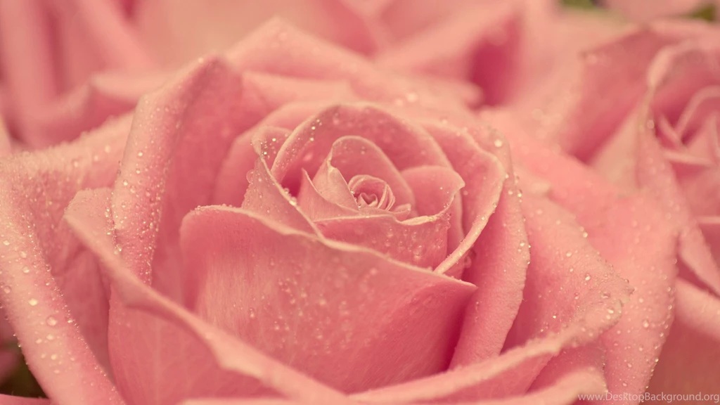 Vintage Rose