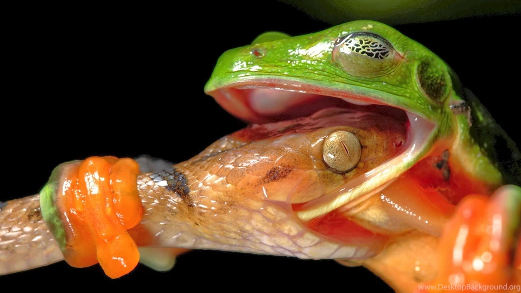 World Best Dangerous Snake HD Wallpapers   HD Wallpapers Blog