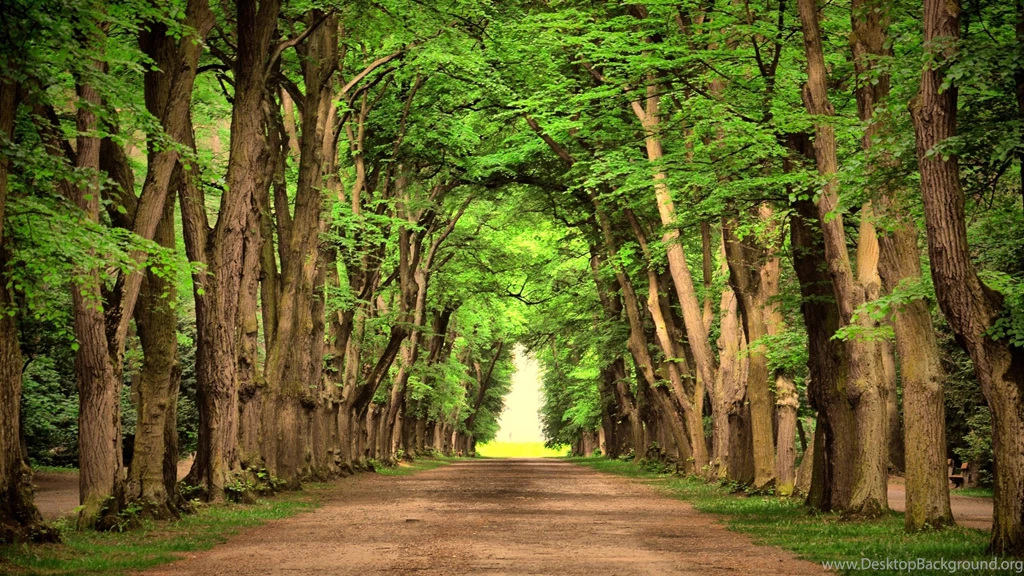 Scenic Path In The Woods Wallpapers 3840x2160 Wallpapers ...