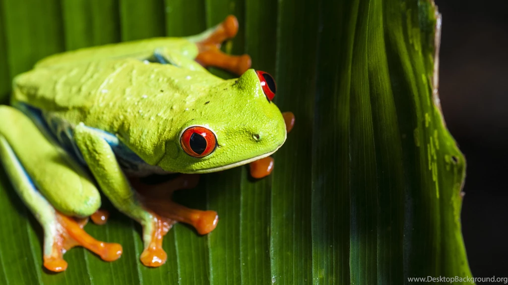 Frog Wallpapers