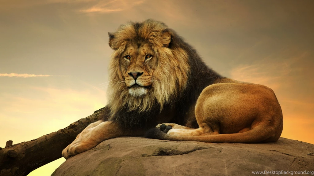 3840x2160 Male Lion 1 Wallpapers