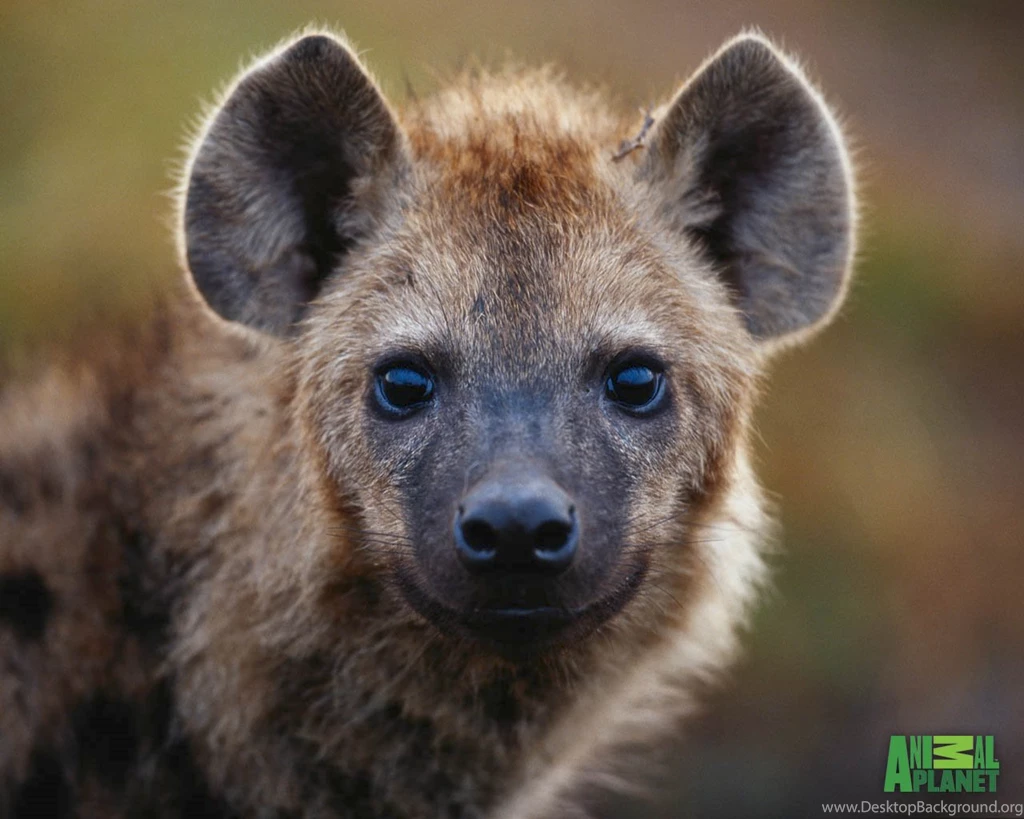 Hyena HD Hyenas Wallpapers (31563559) Fanpop