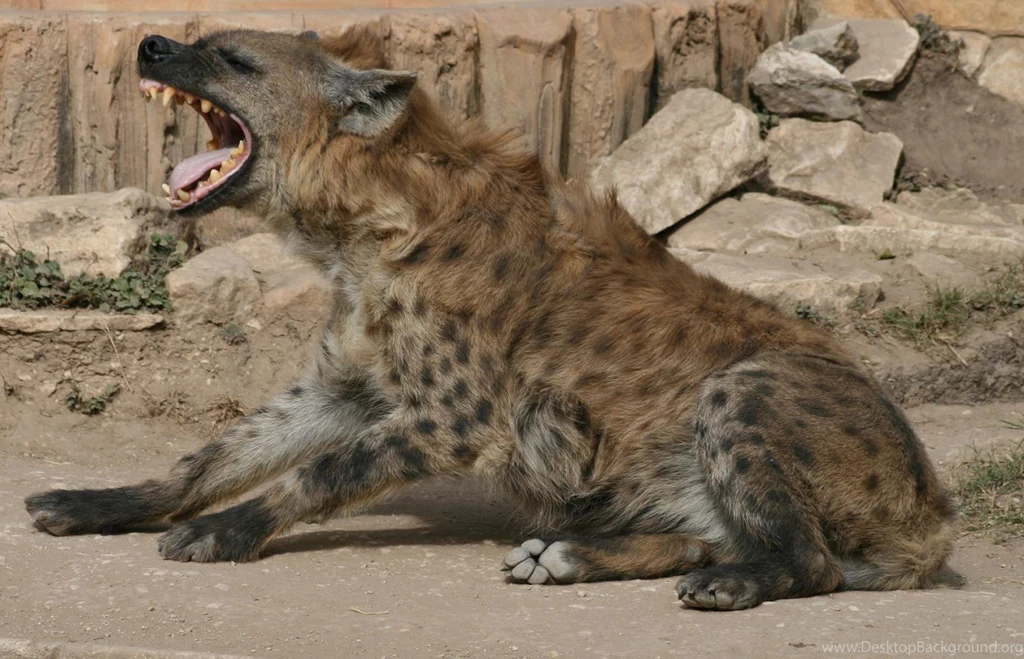 Hyena Pictures And Wallpapers