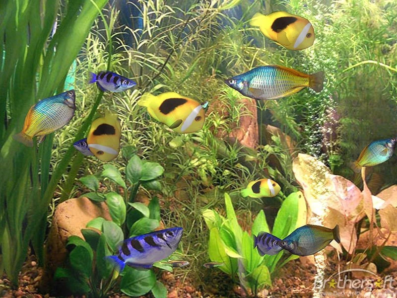 Download Free Aqua 3D For Mac OS X Screensaver, Aqua 3D For Mac OS ...
